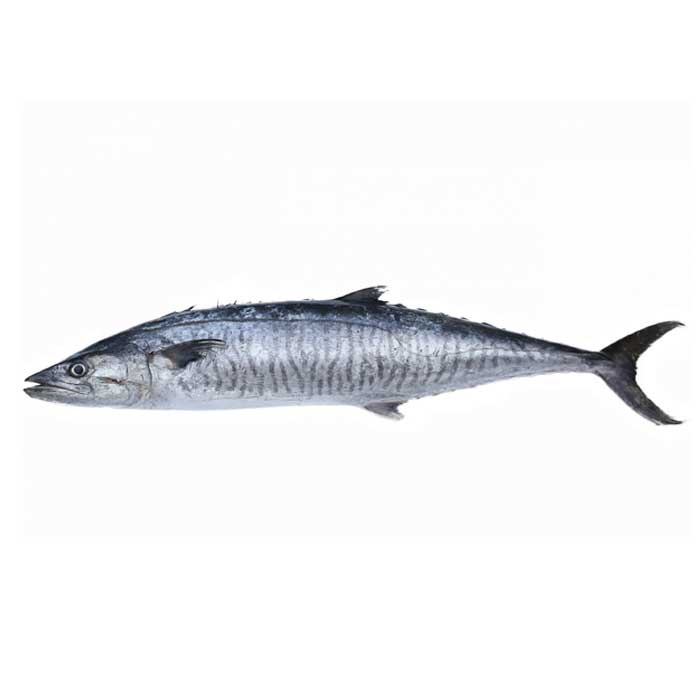 King Fish 5-10 Lbs Average 8lb $9.55/lb – Ocean2Fish